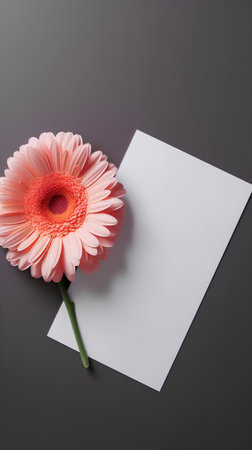 Pink gerbera flower with a blank card on a dark backgroundの素材