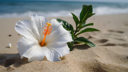 White hibiscus flower on the sand with sea background.の素材