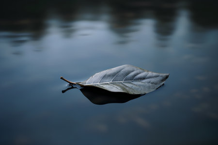 Dry leaf floating on the water with reflection of the sky.の素材
