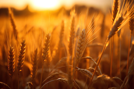Wheat field. Ears of golden wheat close up. Rich harvest Concept.の素材