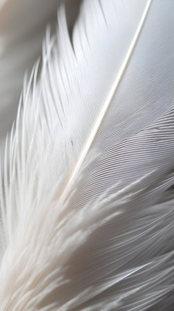 feather of a white bird close-up, soft focus backgroundの素材