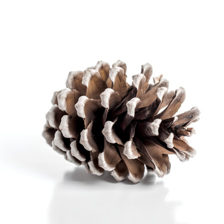 Pine cone isolated on white background. Christmas and New Year concept.の素材