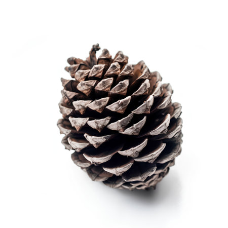 Pine cone isolated on white background. Close up. Studio shot.の素材