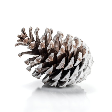 Pine cone isolated on white background. Christmas and New Year concept.の素材
