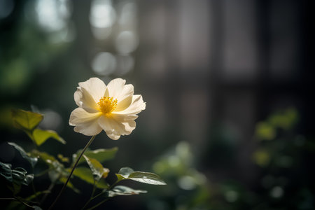 Beautiful white flower in the garden on dark background with bokehの素材