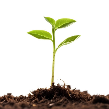 Green seedling illustrating concept of new life and investment in white backgroundの素材