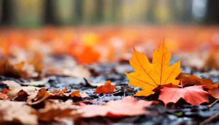 Autumn leaves in the forest. Colorful autumn leaves background.の素材