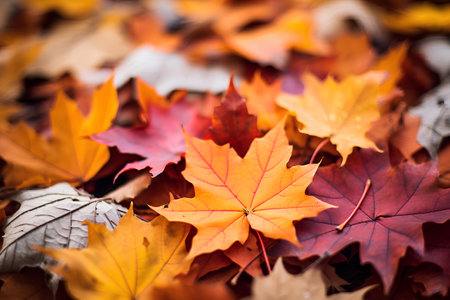 Colorful autumn leaves background. Fall season concept. Selective focus.の素材