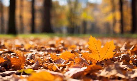 Autumn leaves on the ground in the park. Nature background.の素材