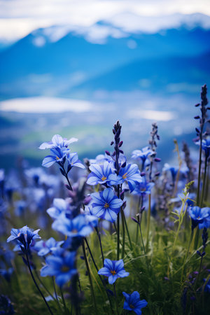 Beautiful blue flowers in the mountains. Alpine meadow with blue flowers.の素材