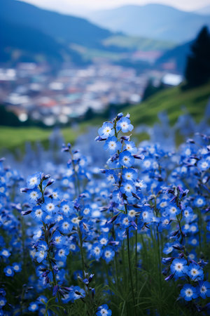 Blue flowers on the background of the mountains and the city in the distanceの素材