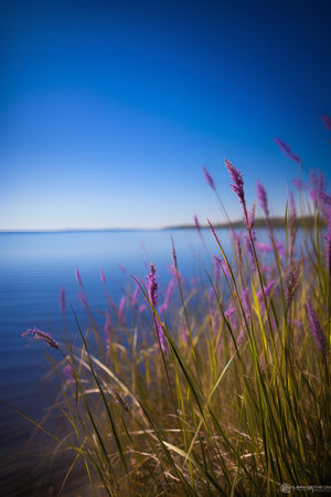 Flowering grass on the shore of Lake Balaton in Hungaryの素材
