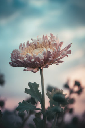 Vintage chrysanthemum flower with blue sky background.の素材