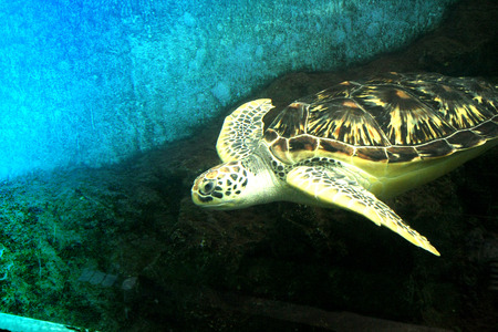 Hawksbill turtles - Eretmochelys imbricata floating.