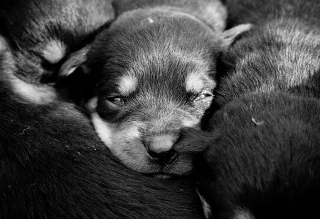 Puppiesの写真素材