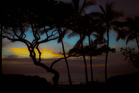 Maui Sunset through the treesの写真素材