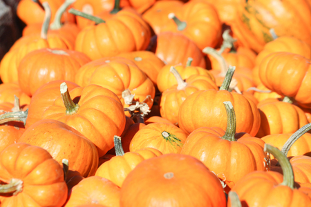 Close up of mini pumpkins galoreの写真素材
