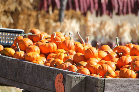 Table of mini pumpkins at the pumpkin patchの写真素材