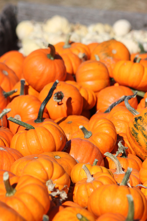 Several mini pumpkins at a pumpkin patchの写真素材