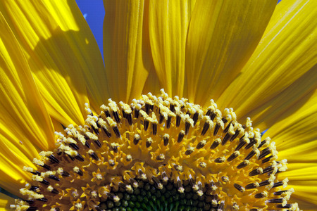 Big Sunflowerの写真素材