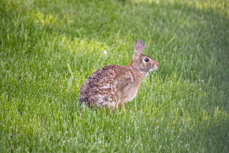 CottonTail Rabbit in a fieldの写真素材