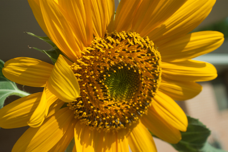 Giant Sunflowerの写真素材
