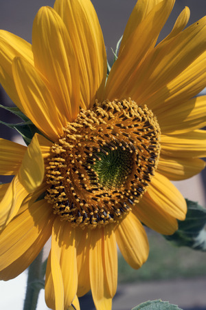 Sunflower Gardenの写真素材