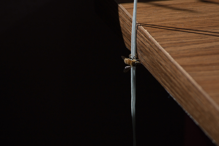 Bee on a stringの写真素材
