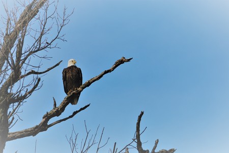 Eagle Watching overの写真素材