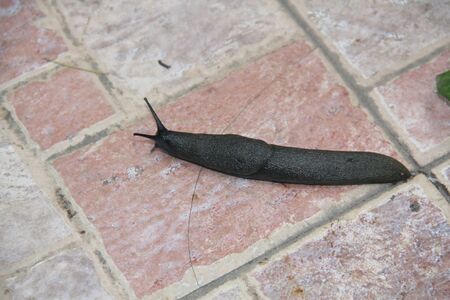 snail without hitin full length on the stone