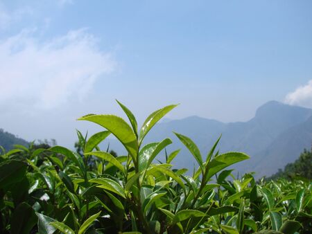 fresh leaves of tea plantations in Indiaの写真素材