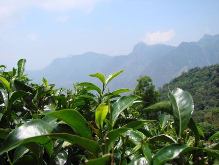 fresh leaves of tea plantations in Indiaの写真素材