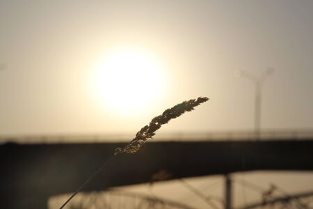 dry, mature blade of grass at sunset