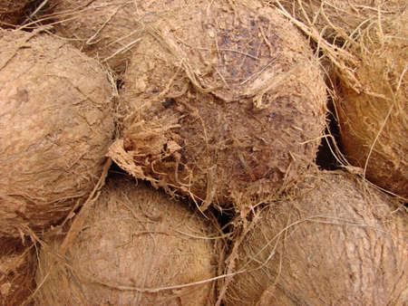 Coconuts on the shelves of markets of India closeupの写真素材