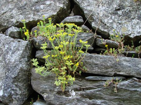 Yellow flowers grown on a stone wallの写真素材