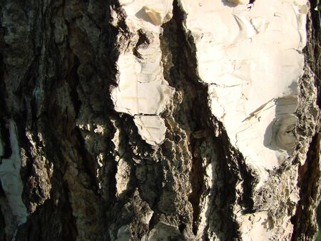 Tree bark texture. White birchの写真素材