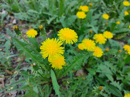 Flowering of several dandelions on the lawn, summer.の写真素材