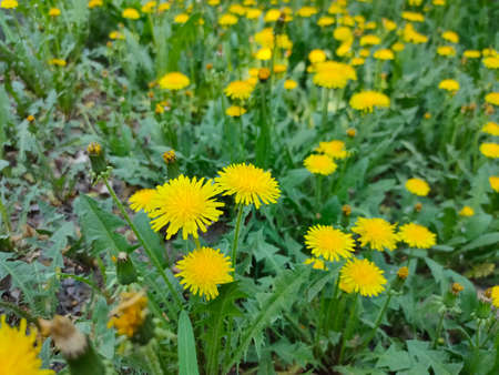 Flowering of several dandelions on the lawn, spring and summer.の写真素材