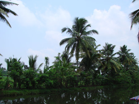 Palm tree in India against the blue sky and cloudsの写真素材