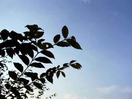 leaf stalkの写真素材