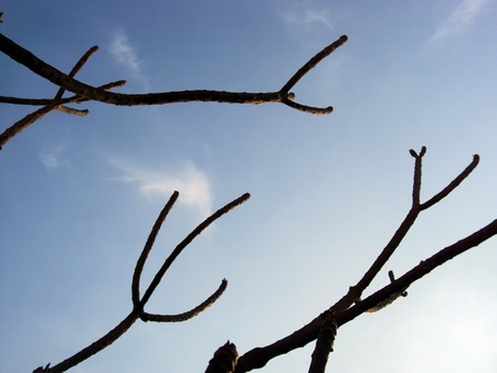 Branch stickの写真素材