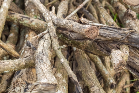 Small logs in the forest の写真素材