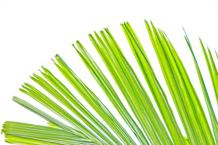 Isolated palm leafの写真素材