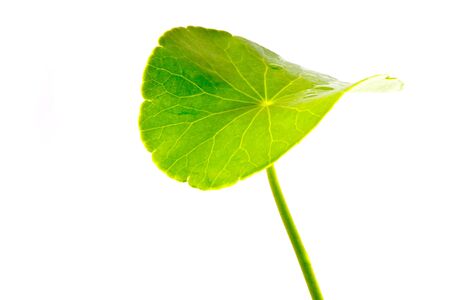 Isolated water plant's leafの写真素材