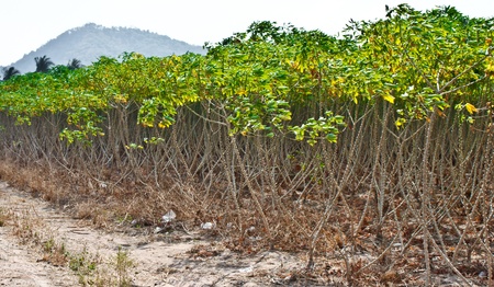 cassava crop in Thailandの写真素材
