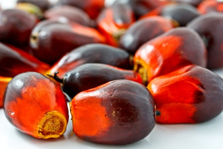 group of palm oil fruits