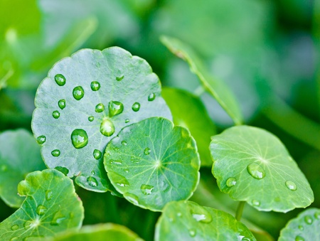 rain drops on water plant leafの写真素材