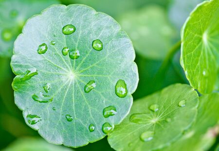 rain drops on water plant leafの写真素材