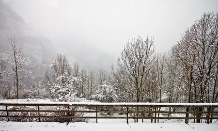 forest at the Alps with cloudy skyの写真素材