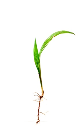 palm sprout with root on white backgroundの写真素材